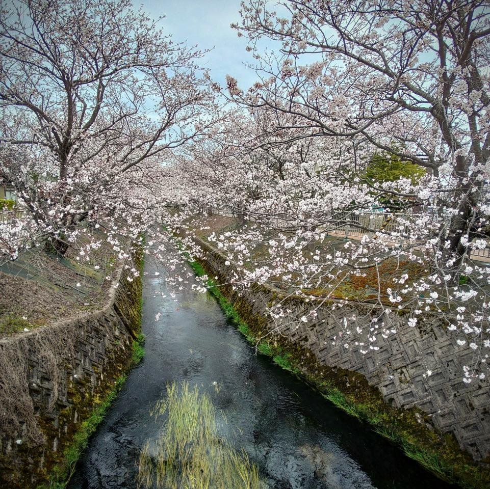 2024年4月8日　福岡町の岸渡川沿い、桜が見ごろです。